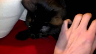 Cats take over bed!
