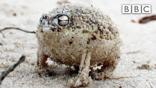 A tiny angry squeaking Frog ? | Super Cute Animals - BBC