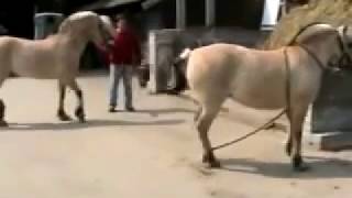 8 Chasing the Virgin Foal is Not so Easy   Horse MATING     2
