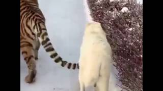 Дружба собаки и тигра. "Тигр vs алабай "