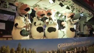 Sütaş İnekleri Beyoğlu Tramvayı’nda!