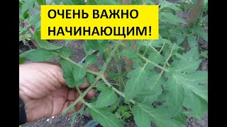 КАК ФОРМИРОВАТЬ ТОМАТ В 2 СТВОЛА? НАГЛЯДНО. 
