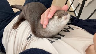 飼い主をベッドにし、寝たり毛繕いし始めるカワウソ Otter use their owners as beds and begin to sleep and groom themselves.
