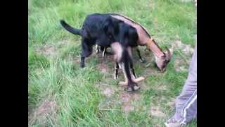 Dog Mating With Goat