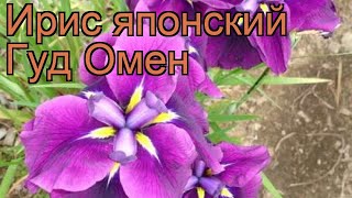 Ирис японский Гуд Омен (iris) ? японский ирис Гуд Омен обзор: как сажать, рассада ириса Гуд Омен