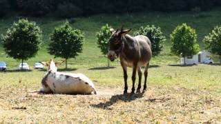 Aggettivo Sette - Una Capra Speciale