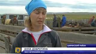 Необычная порода овец в Ширинском районе