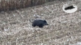 Great wild boar hunting - Super Wildschweinjagd-grande chasse au sanglier
