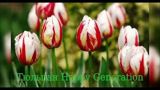 Tulip Happy Generation (Тюльпан Хеппи Дженерейшн)