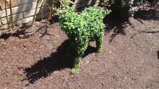 Topiary dog June 2017