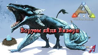 Воруем яйца Виверн