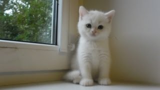 Игрушка для кота своими руками