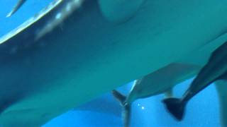Shanti's Videos 039