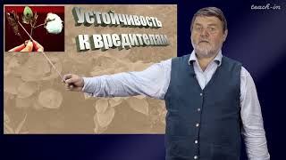 Чуб В.В. - Молекулы в пищевых цепях:от растений до человека - Растения - ГМО