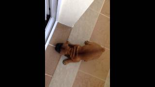 Французский бульдог Уникум щенок 3 месяца French Bulldog Unique