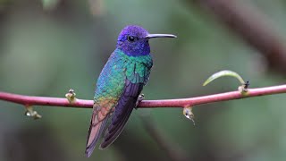 Birding Ecuador 2012 - Part I -