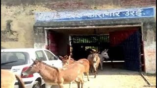 पेड़ पौधों को गधों ने पहुंचाया नुकसान, 8 दिन बाद जेल से हुए रिहा...