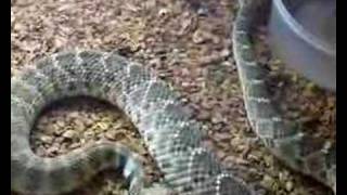 Rattlesnake rattling and Yawning