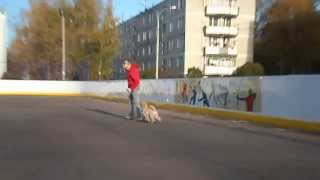 ЕВИНЫ СЫНКИ 013