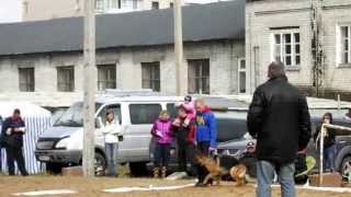 №194. Star House Ash Dolche And Gabbana -
