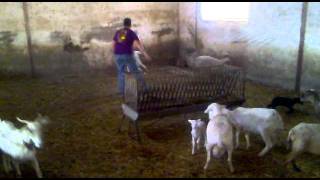 cogiendo una cabra