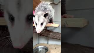 Curious Opossum - Cincinnati Zoo #shorts