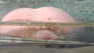Морж поёт брачную песню