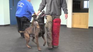 Dog Aggressive Pit Bull - Extreme Rehabilitation