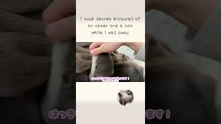 Otter and cat at stay at home was interesting!
