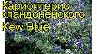 Кариоптерис кландоненского Кев Блю. Краткий обзор, описание caryopteris?clandonensis Kew Blue