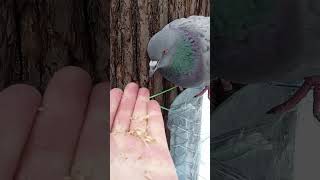 Голубь ест орехи, а синица тоже хочет орешков / The pigeon eats nuts, and the tit also wants nuts