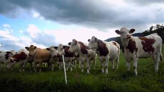 Cow Concert (unedited) - Part 1
