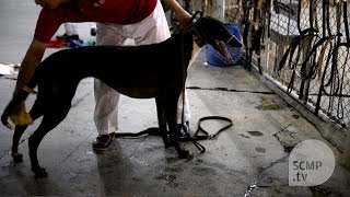 Macau's dilapidated dog racing track 'killing 30 dogs per month' says animal rights group