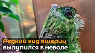 Внесены в Красную книгу: редкие лесные драконы впервые вылупились в Московском зоопарке