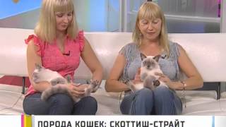 Скоттиш-страйт