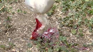Amy's Farm Chicken Slaughter