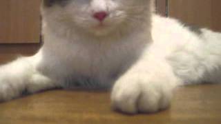Cat breathes like a dog (Кошка дышит как собака)