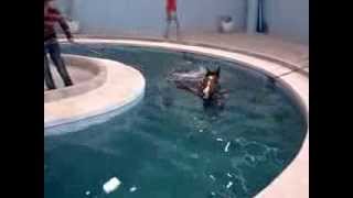 Cavalo Puro Sangue Inglês treinando na piscina