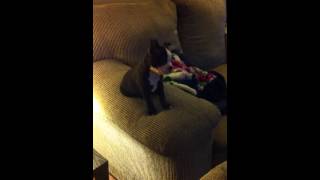 Roscoe watching the Geico Pig