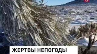 Сильные снегопады натворили бед в Афганистане, Пакистане, Индии и ОАЭ -  20170206