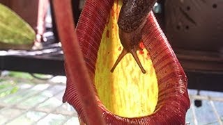 Eaten alive: Carnivorous Pitcher Plant Eats Giant Slug / Not for the squeamish Yuck!