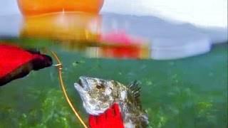 福井魚突き　vs石鯛　黒鯛　スズキ　関西お魚突き⑯　spearfishing(polespear)