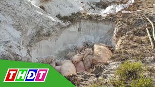 Người dân khiếu nại việc đóng tiền để xã tiêu hủy heo | THDT