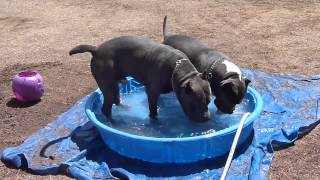 game dog kennels poison ivy and water