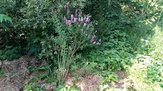 spiraea billardii