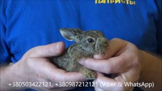 31.05.17 Зайка в ДОМЕ:))) Новорожденный!!! Какое имя лучше придумать?:)))