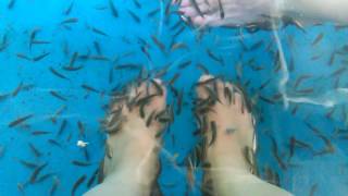 Fish spa! Extremely ticklish but effective