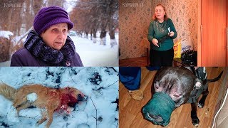 В Курчатове питбультерьер загрыз собаку