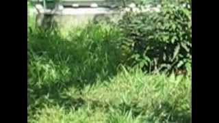 Funny German shepherd bites water 2 / Немецкая овчарка кусает воду 2