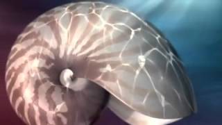 Naturaleza Fractal.Geometria Sagrada y Numeros